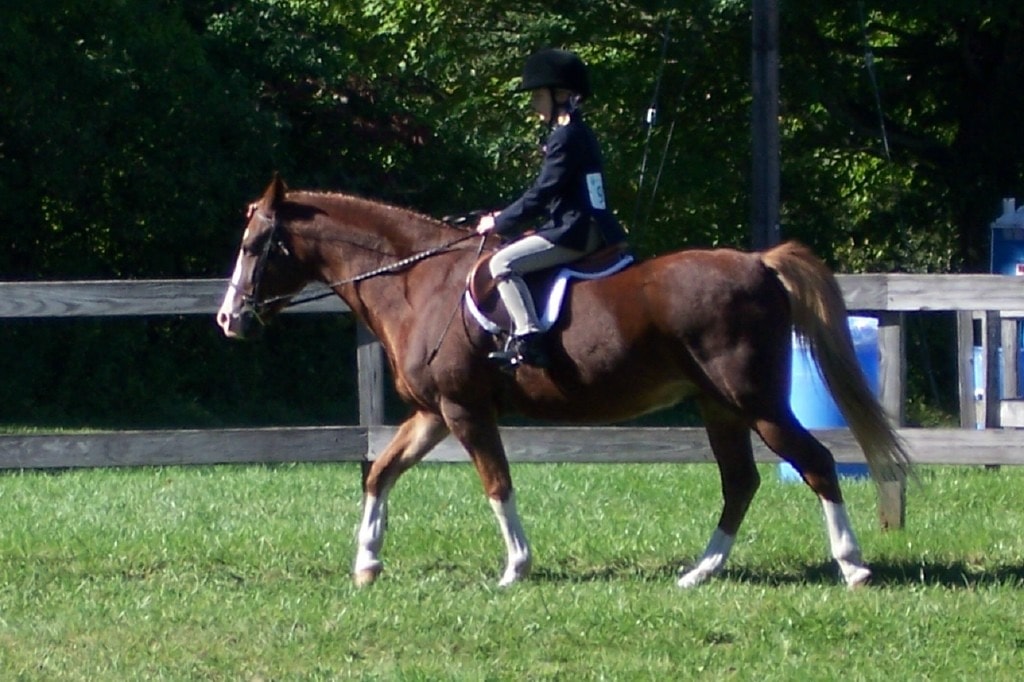 Rider on a chestnut horse at a show